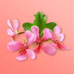 Pelargonium Graveolens Essential Oil